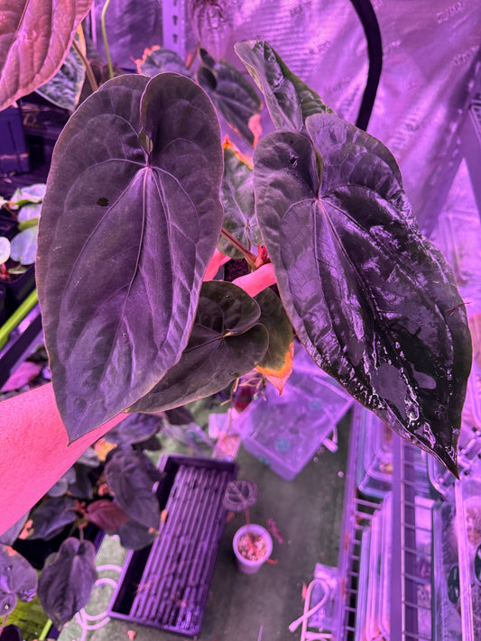 RG dressleri F1A x F1B select plant - Granthuriums