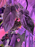 RG dressleri F1A x F1B select plant-Granthuriums