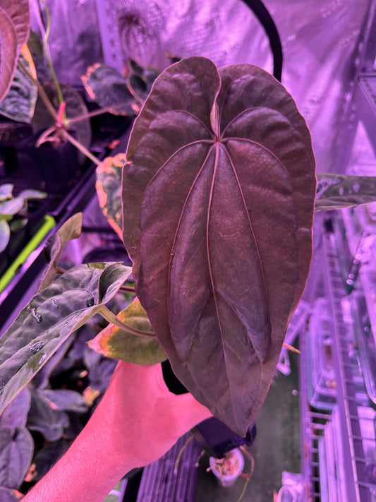 RG dressleri F1A x F1B select plant - Granthuriums