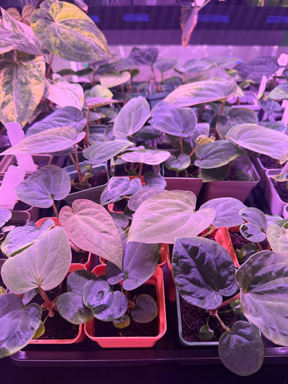 RG Dressleri F1A x Night Dragon Anthurium — Small Seedlings - Granthuriums