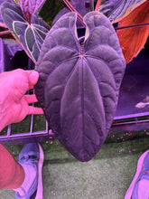 RG Dressleri (F2 x Black Select) x F1B Granthuriums