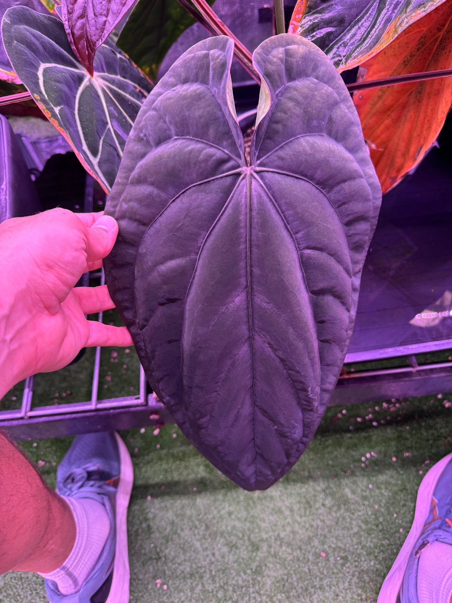 RG Dressleri (F2 x Black Select) x F1B—Germinated Seed - Granthuriums