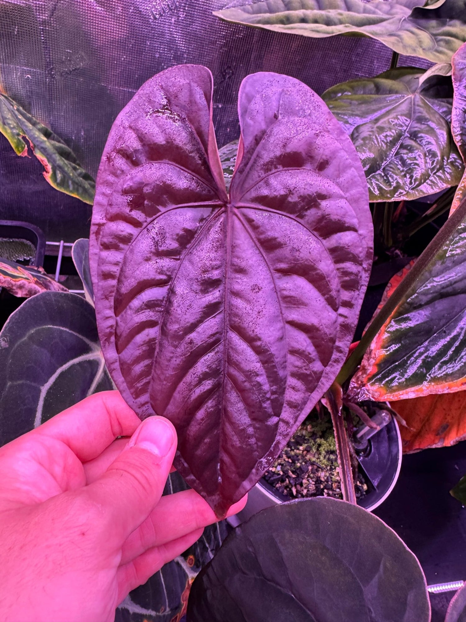 anthurium dressleri rg Anthurium Dressleri RG (F2 Dark Clone x Black) x F1A—Small/Medium Seedlings
