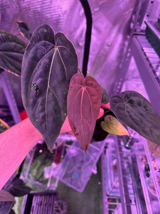 RG F2 dark clone x carla GPH001 exact plant A - Granthuriums