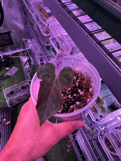 RL clone prop-Granthuriums