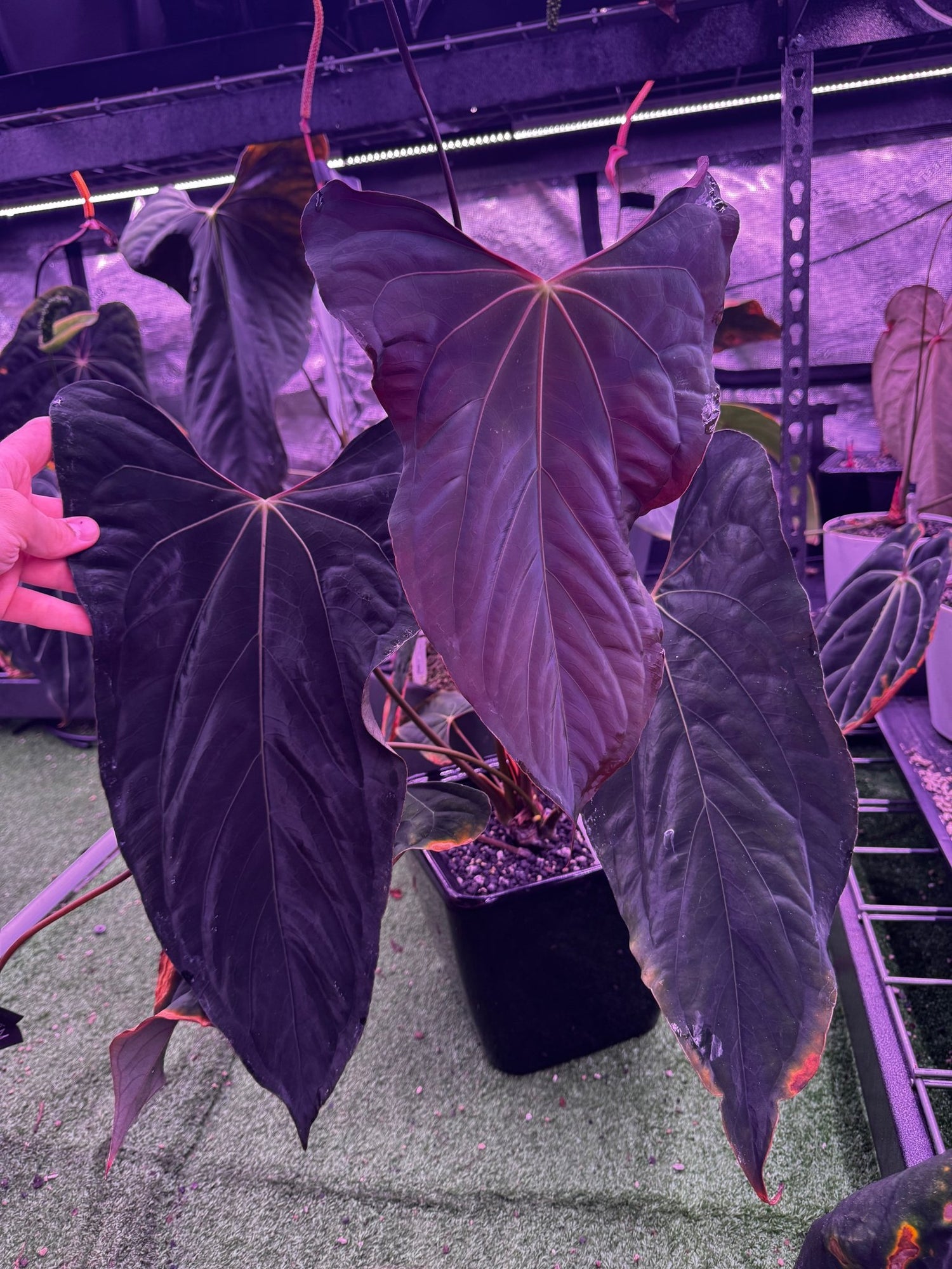 anthurium red dragon RL Clone x Night Dragon Anthurium — Germinated Seeds
