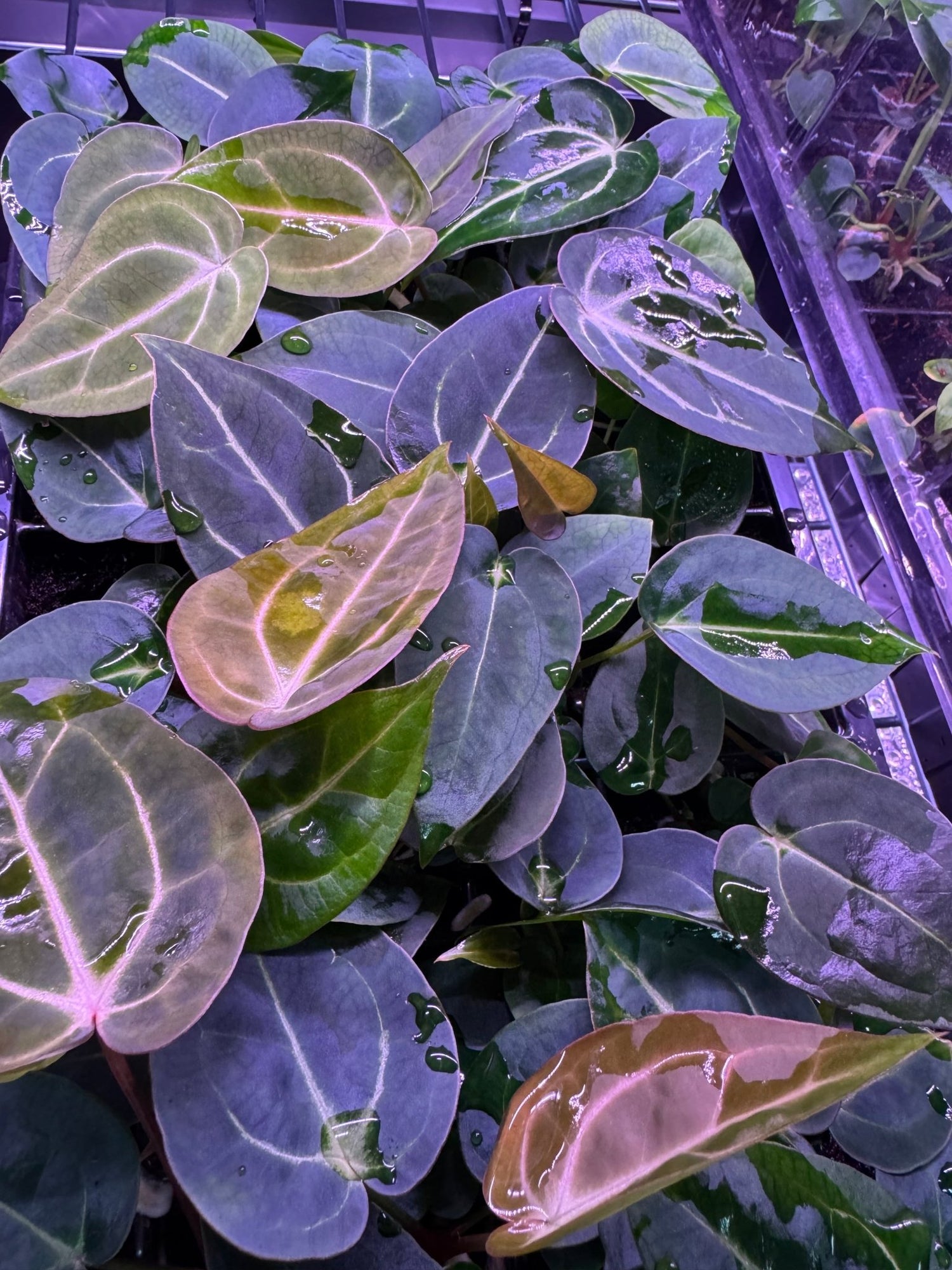 abbygail villa anthurium Round x GPH001 Aberrant #1 x TA Stripey Anthurium