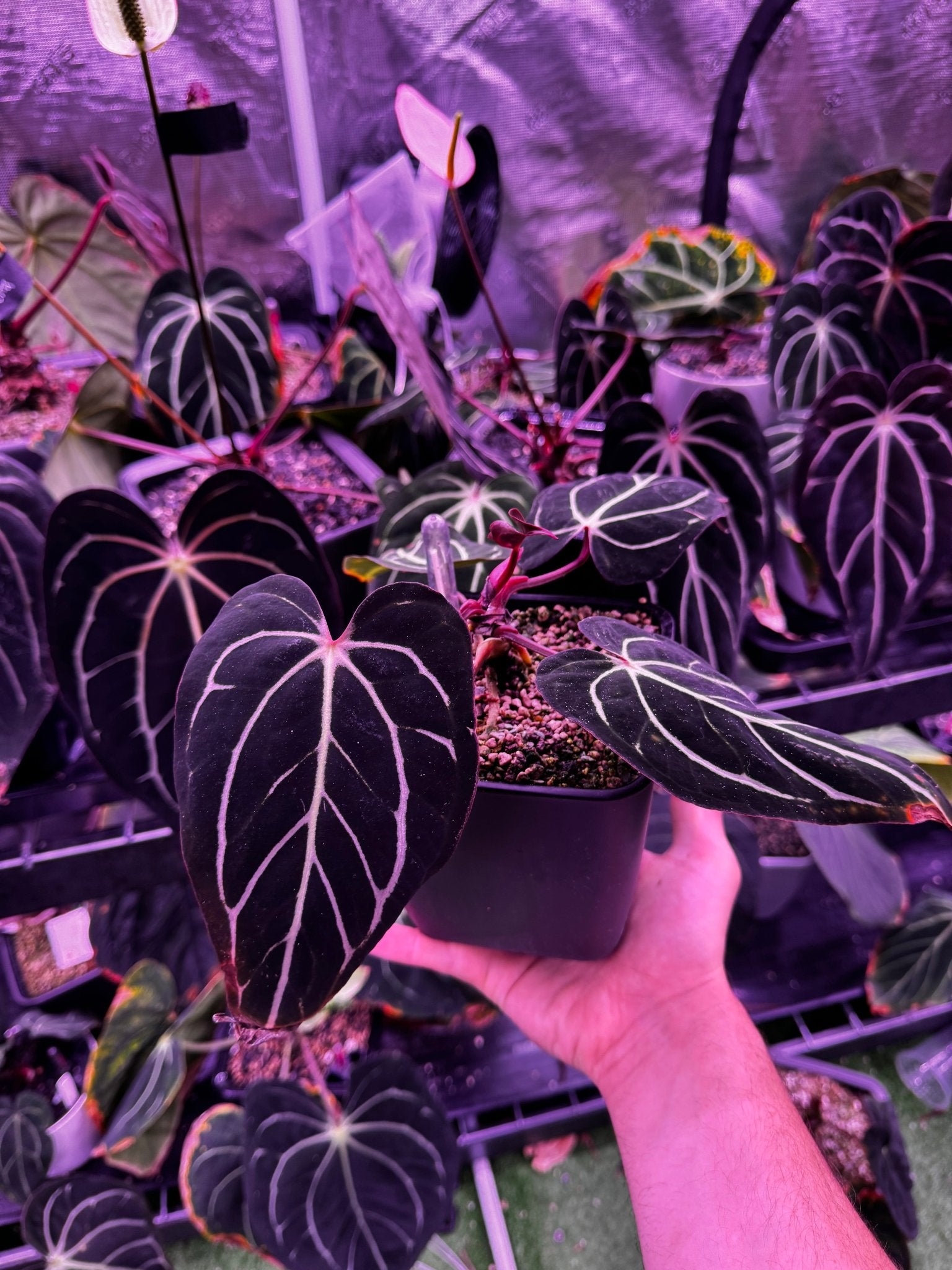 Round x gph001 F1 minature/dwarf form - Granthuriums