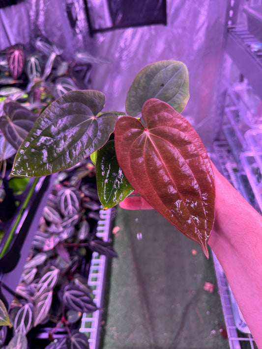 RVDP x antolakii RA1 exact plant - Granthuriums