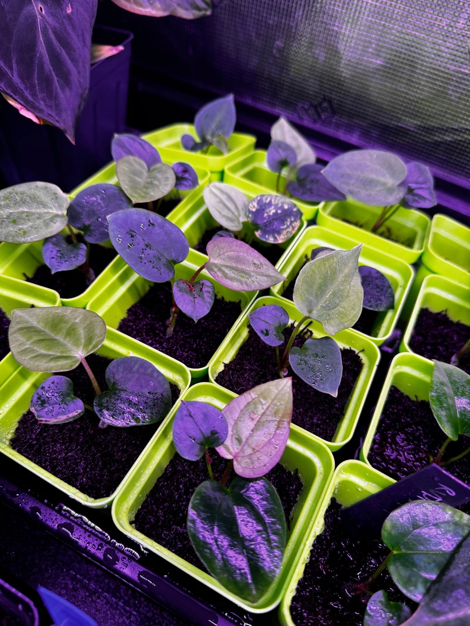 RVDP x antolakii RA1 seedlings - Granthuriums