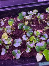 RVDP x Night Dragon sprouts - Granthuriums