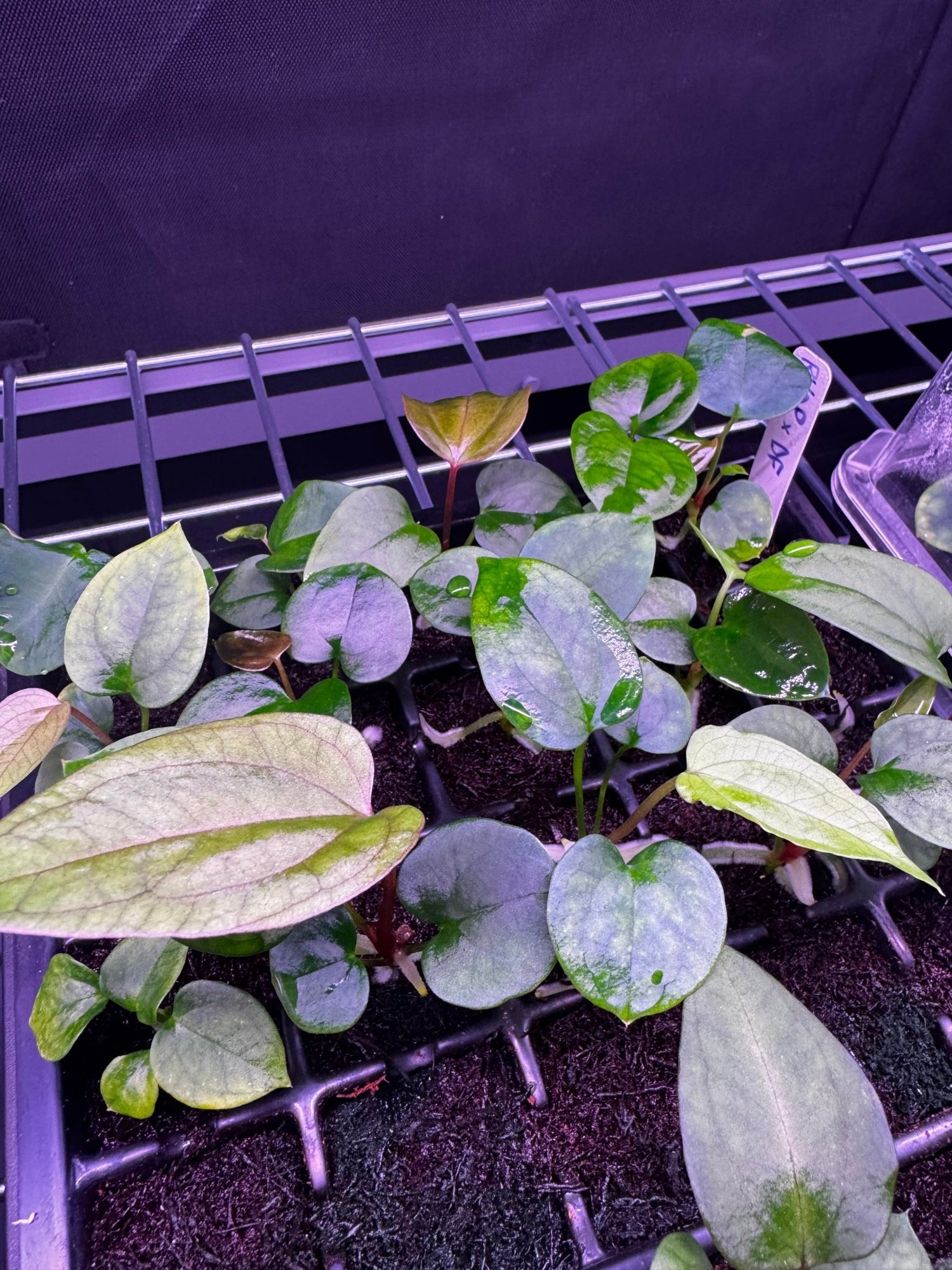 anthurium ppfd RVDP x Sp. Nov DF Anthurium Seedlings