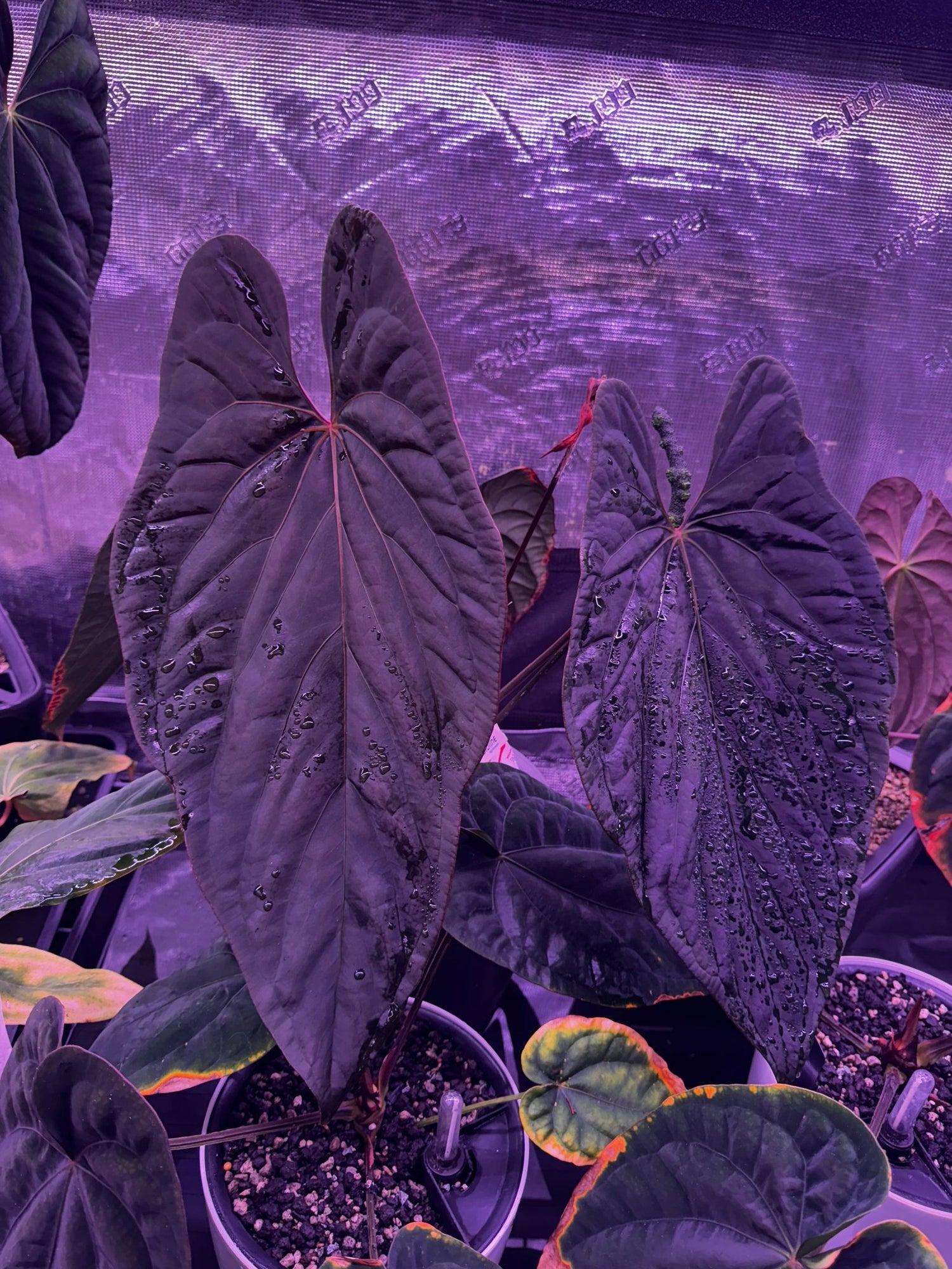 ah sam anthurium Smaug x TA Stripey Anthurium Seedlings