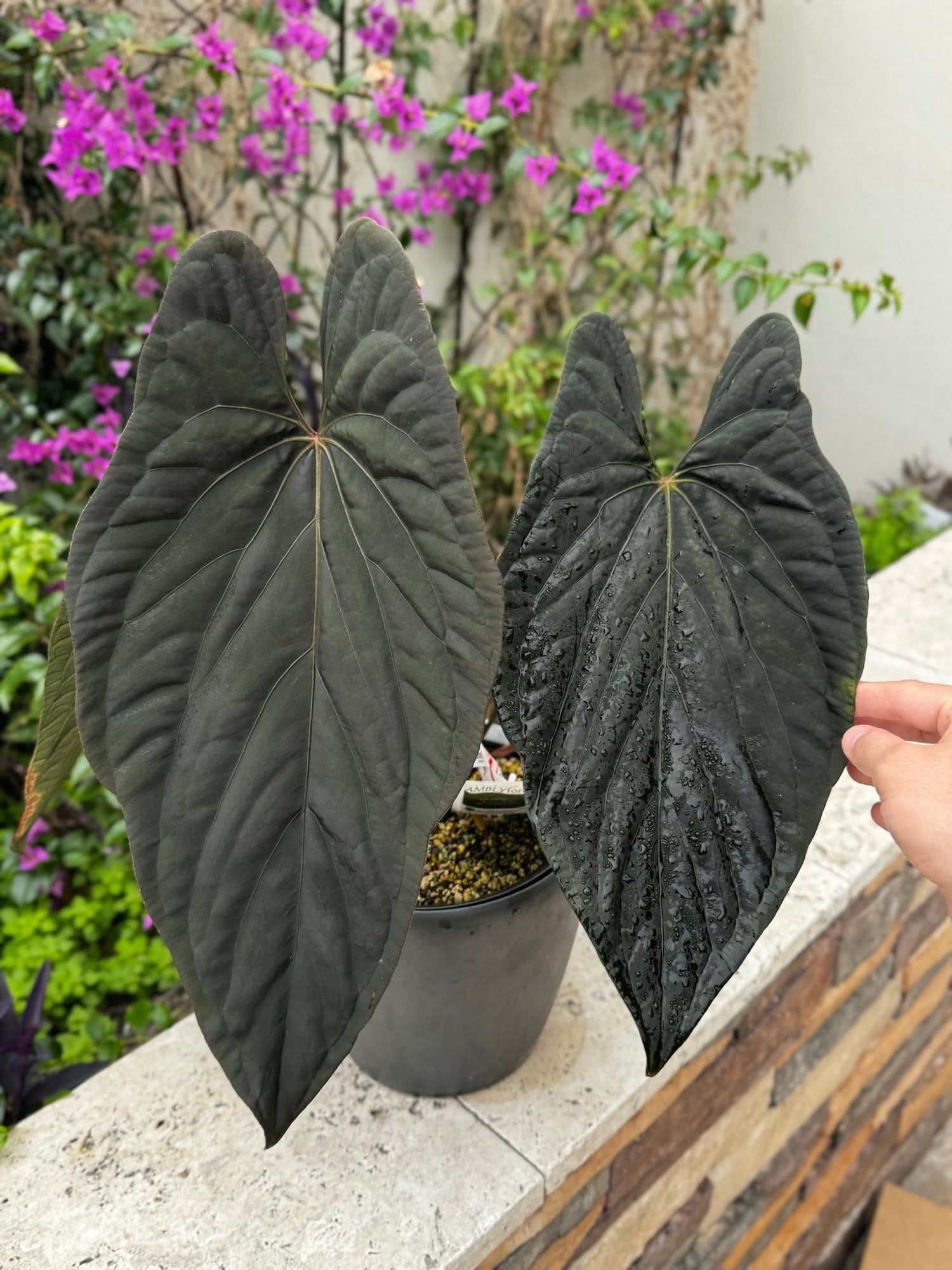 anthurium chart Smaug x TA Stripey Anthurium — Seedlings