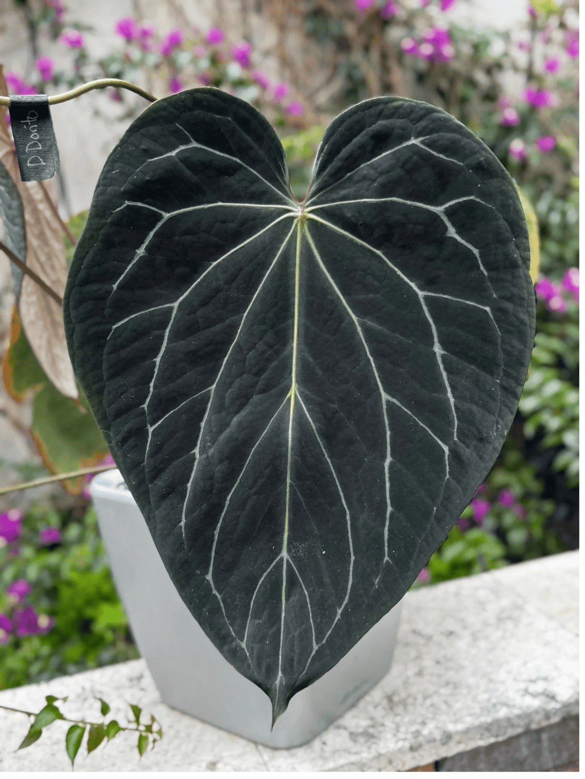 Stripey Medium Clone/Prop - Granthuriums