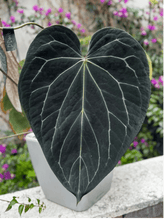 Stripey Medium Clone/Prop - Granthuriums