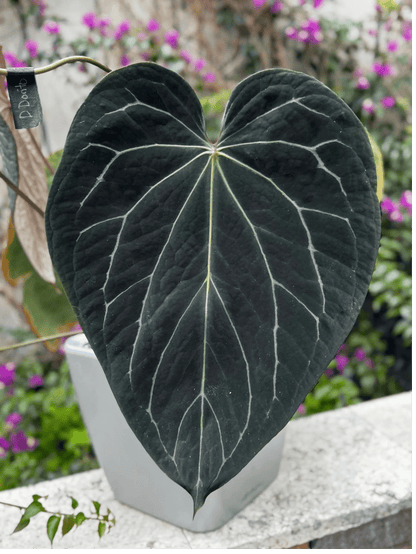 Stripey Medium Clone/Prop - Granthuriums