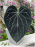 Stripey Medium Clone/Prop - Granthuriums