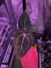 Tim Anderson Stripey x carla round x GPH001 (Carla favoring)-Granthuriums