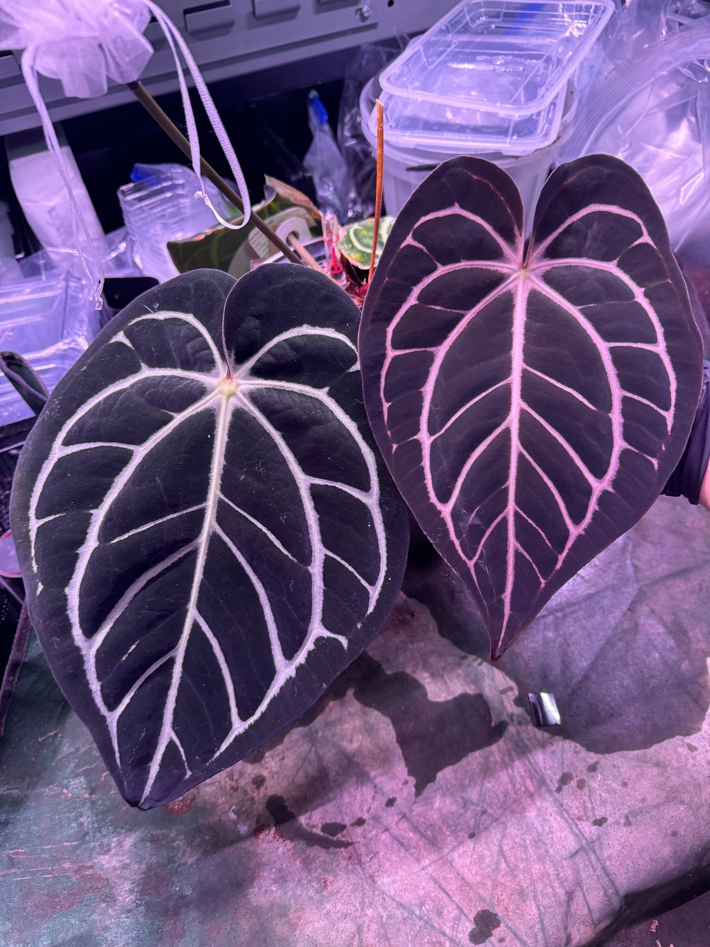 Tim Anderson Stripey x carlablackiae round x gph001 seedlings - Granthuriums