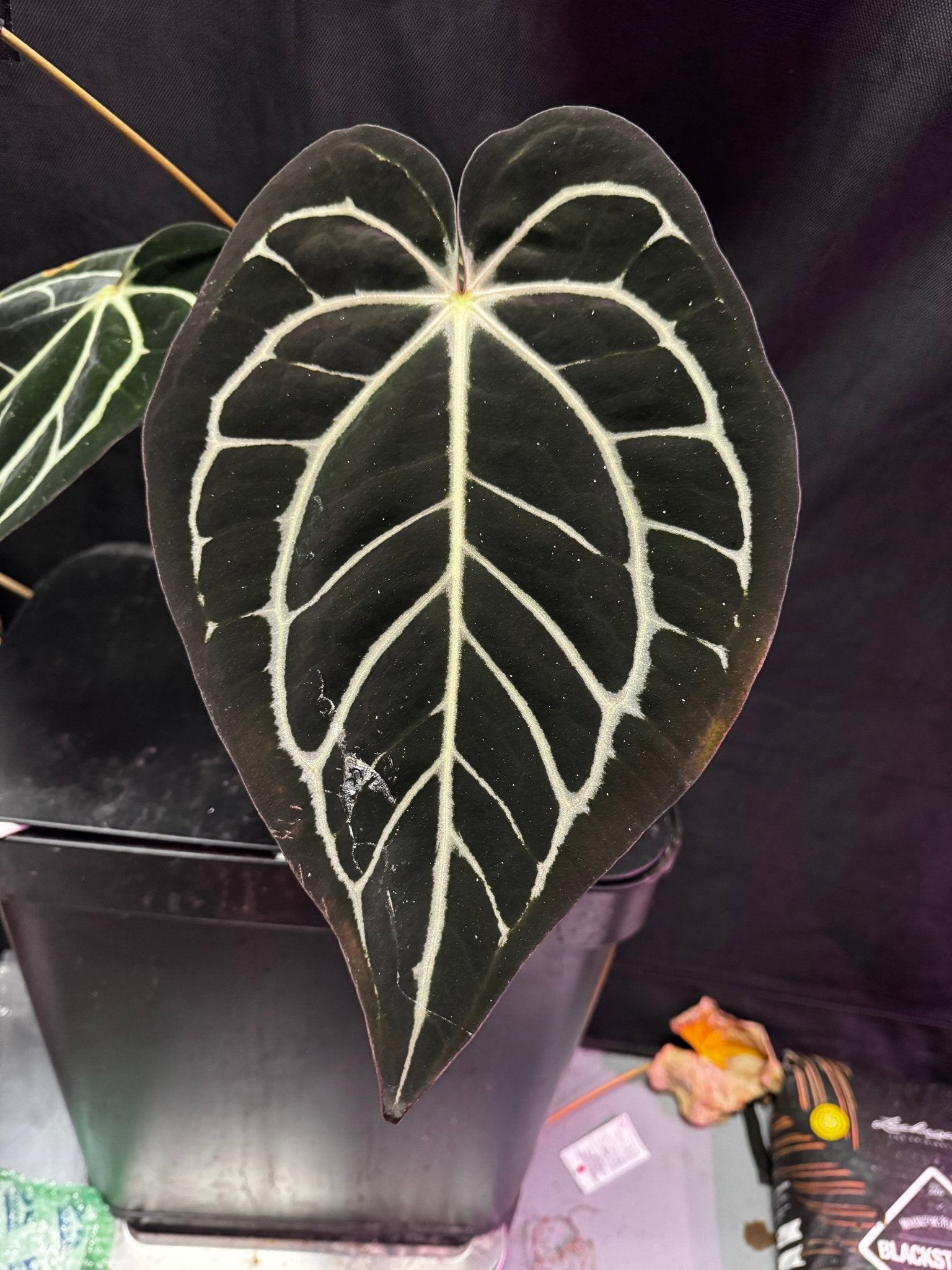 Tim Anderson Stripey x carlablackiae round x gph001 seedlings-Granthuriums