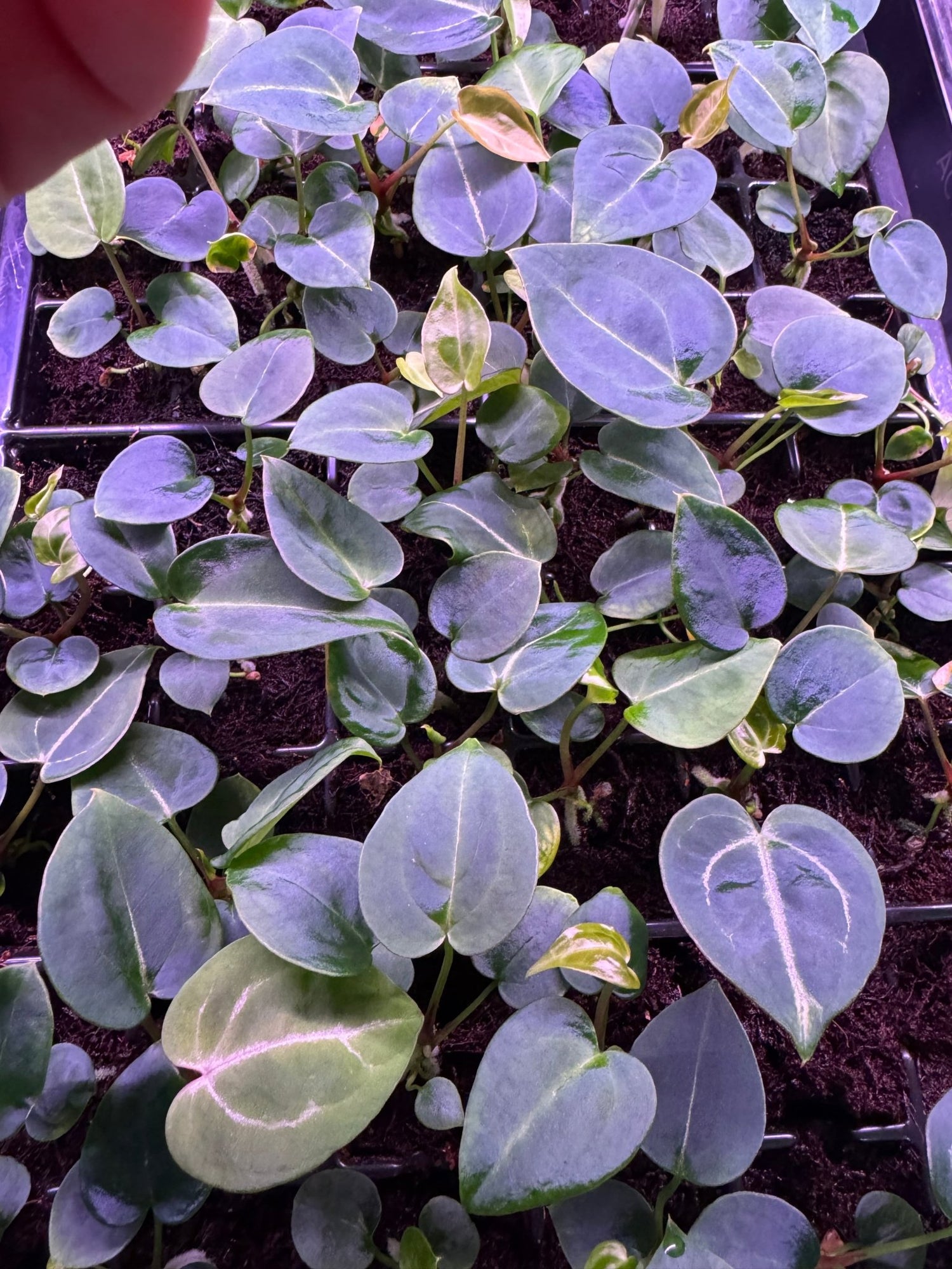Tim Anderson Stripey x Self Anthurium — Small seedlings - Granthuriums