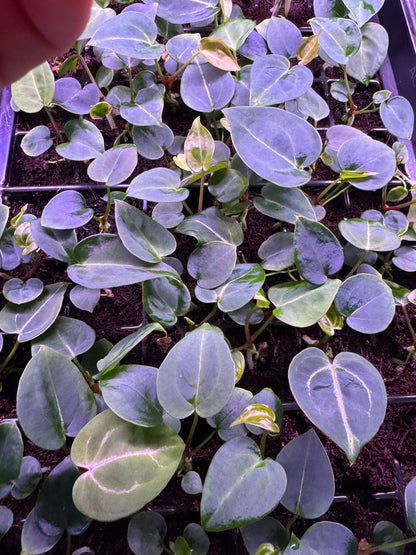 Tim Anderson Stripey x Self Anthurium — Small seedlings - Granthuriums