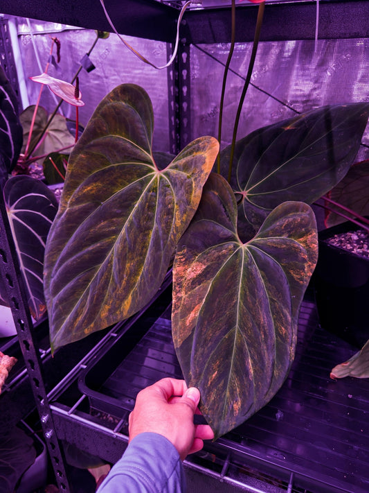Var papx x Dorito 1 hold back prop - Granthuriums