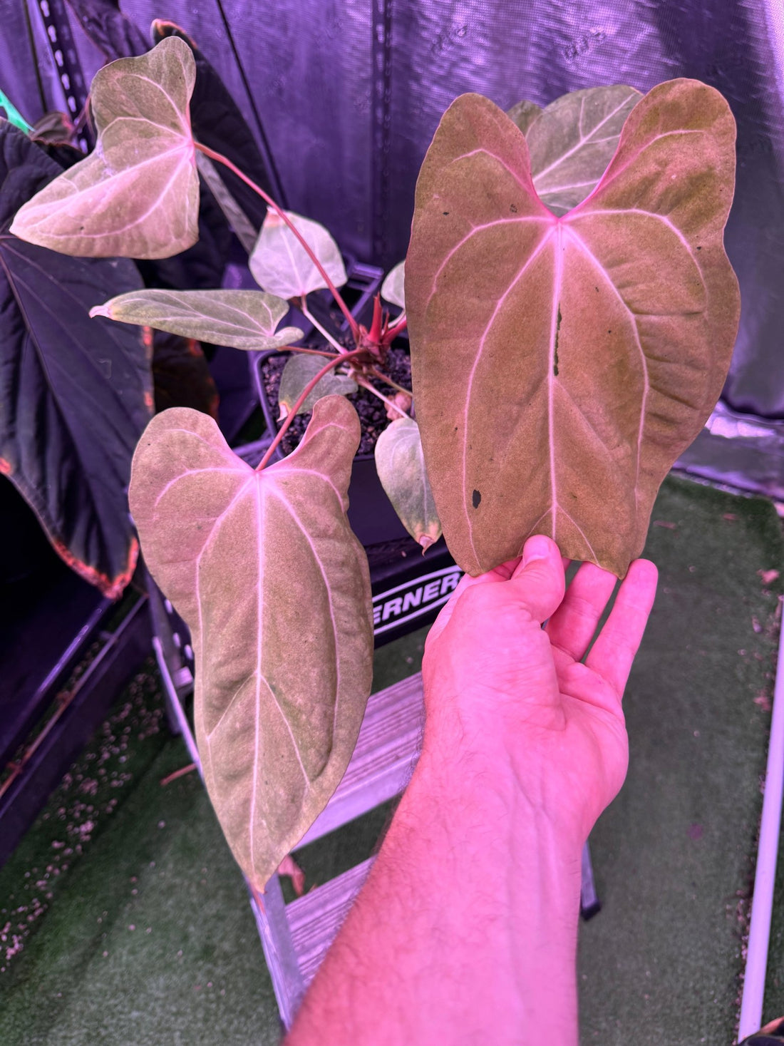 Var papx x Dorito large holdback-Granthuriums