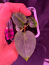 Var Papx x Night Dragon - Exact seedling - Granthuriums