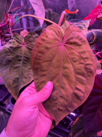 Variegated Night Dragon self - Granthuriums