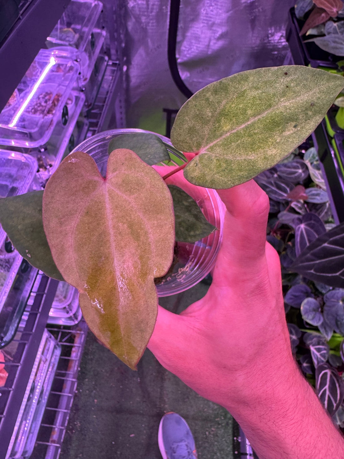 Variegated pap x x Dorito port-Granthuriums