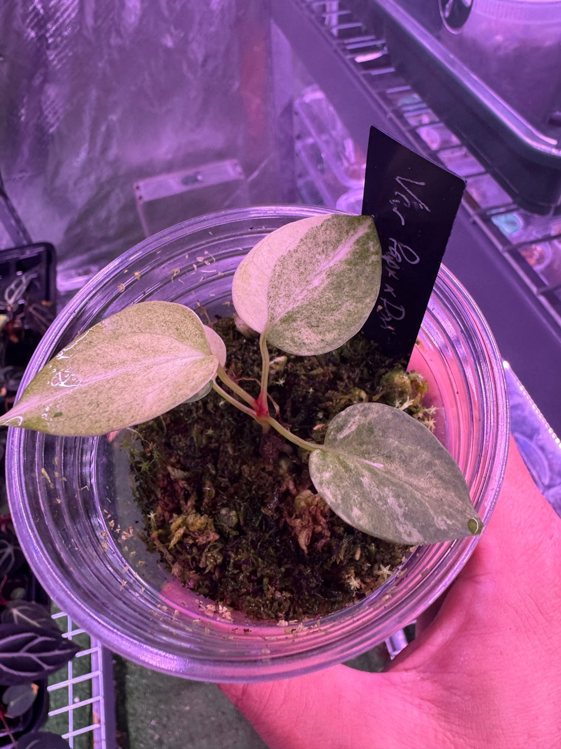 Variegated papx x Dorito port exact plant-Granthuriums