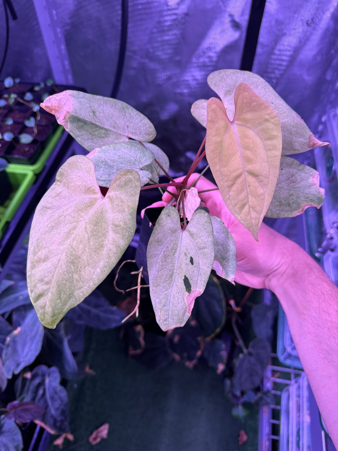 Variegated PapX x Dorito Port—Select Mint - Granthuriums