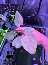 Variegated PapX x Dorito Port—Select Mint - Granthuriums